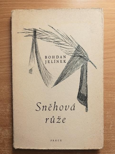 Sněhová růže
